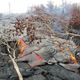 Image for article titled This Eruption Spells Gently Impending Doom For A Hawaiian Suburb
